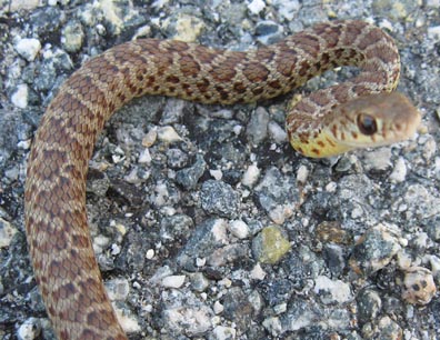 Yellowbelly Racer